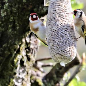 European Goldfinch