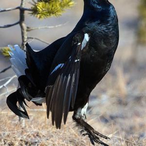 Black Grouse