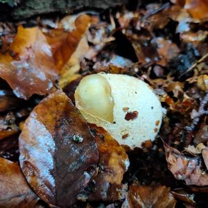 Stinkhorn, Common