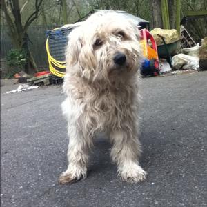 Pyrenean Shepherd