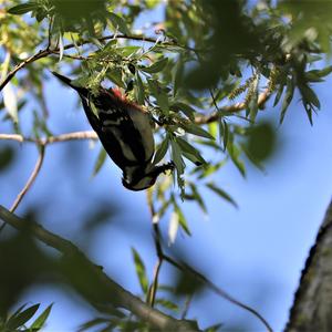 Middle Spotted Woodpecker