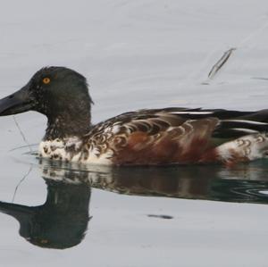 Northern Shoveler