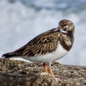 Ruddy Turnstone