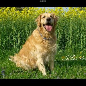 Retriever (Golden)