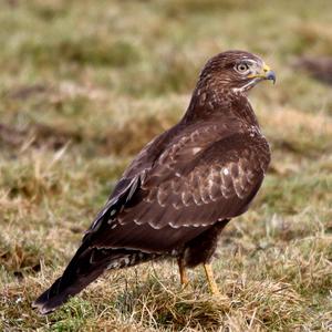 Common Buzzard