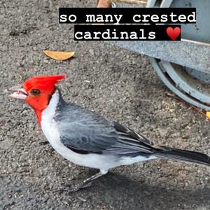 Red-crested Cardinal