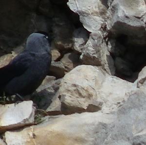 Eurasian Jackdaw