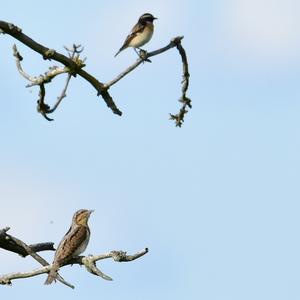 Eurasian Wryneck