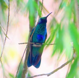 Sparkling Violet-ear