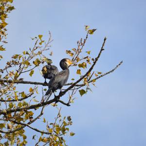 Great Cormorant