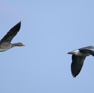 Greylag Goose