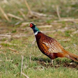 Common Pheasant