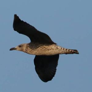 Herring Gull