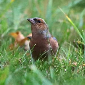 Eurasian Chaffinch