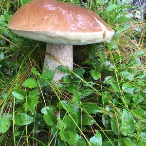 King Bolete