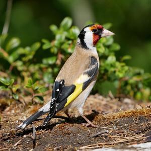 European Goldfinch