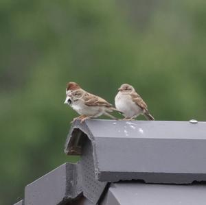 House Sparrow