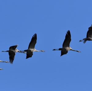 Common Crane