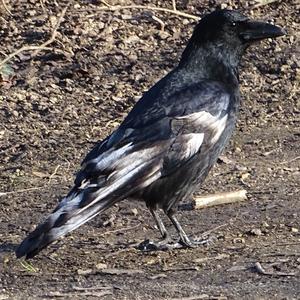 Carrion Crow