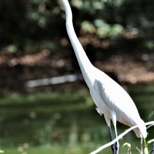 Great Egret