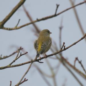 European Greenfinch