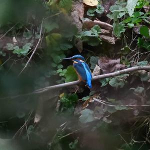 Common Kingfisher