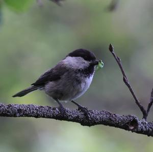 Willow Tit