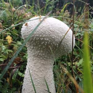 Gem-studded Puffball