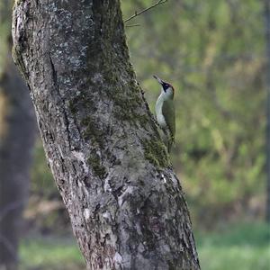 Eurasian Green Woodpecker