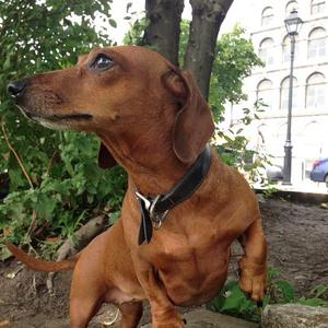 Dachshund