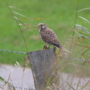 Common Kestrel