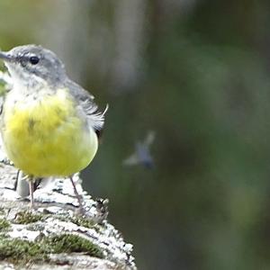 Yellow Wagtail