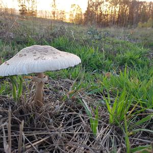 Parasol Mushroom