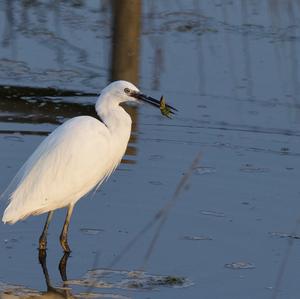 Little Egret