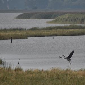 Grey Heron