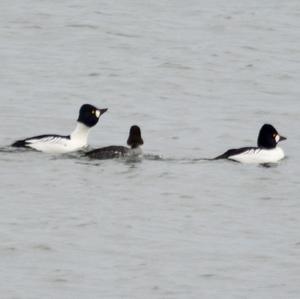 Common Goldeneye