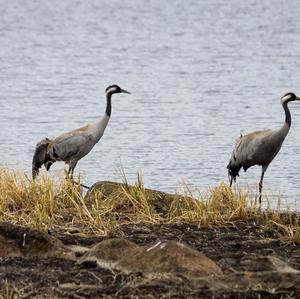 Common Crane