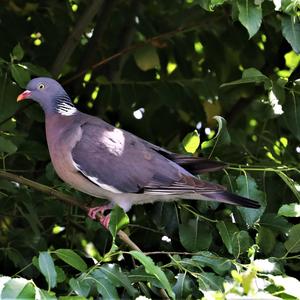 Common Wood-pigeon