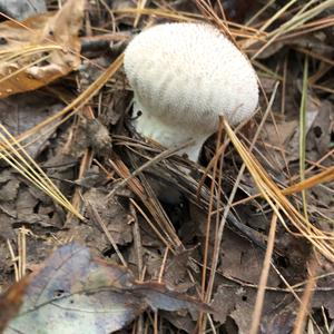 Gem-studded Puffball