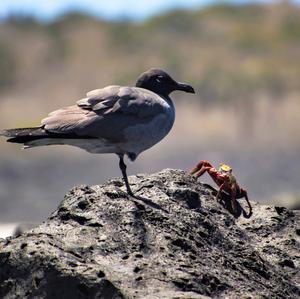 Lava Gull