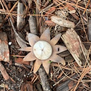 Collared Earthstar