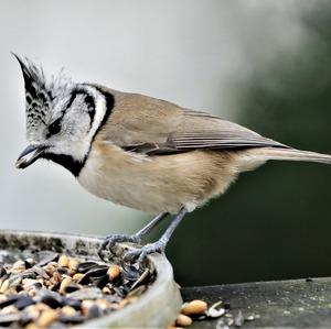 Crested Tit