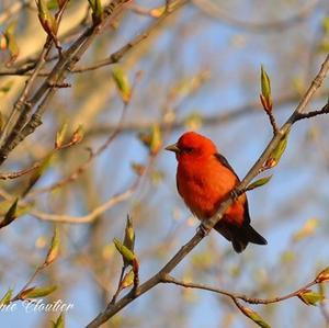 Scarlet Tanager