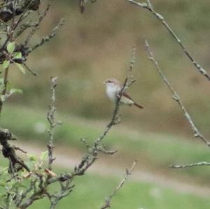 Red-backed Shrike