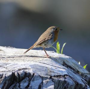 European Robin