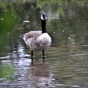 Canada Goose