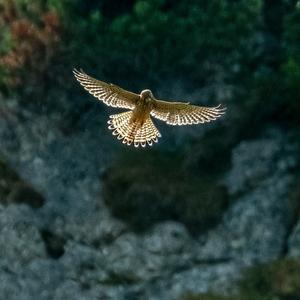 Common Kestrel