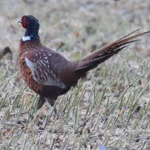 Common Pheasant