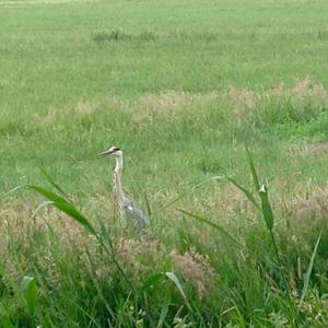 Grey Heron