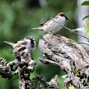 House Sparrow